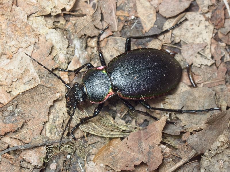 Carabus marginalis Fabricius, 1794